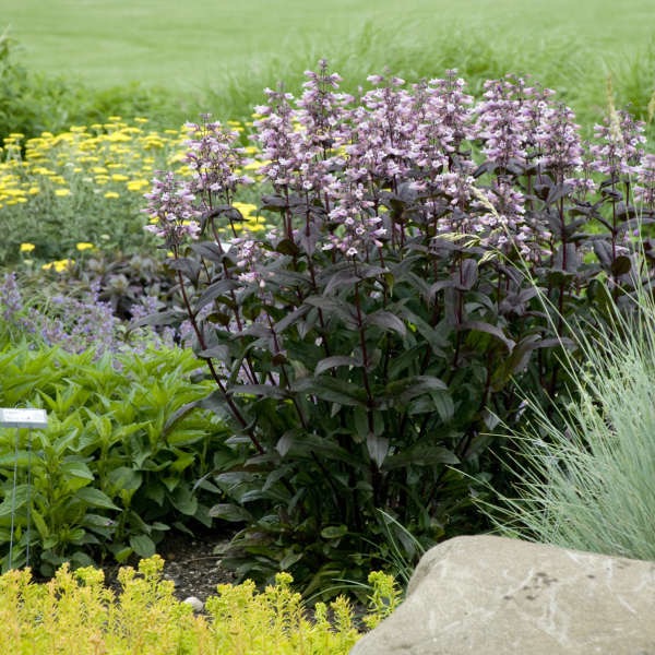 Fine Gardeners, Brookline, Newton, Needham, MA