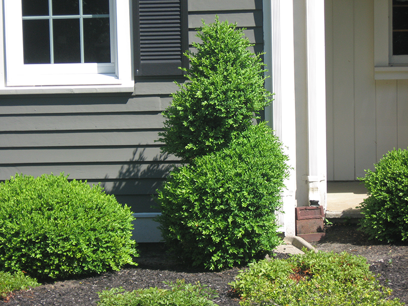 Fine Gardeners - Boxwood Topiaries