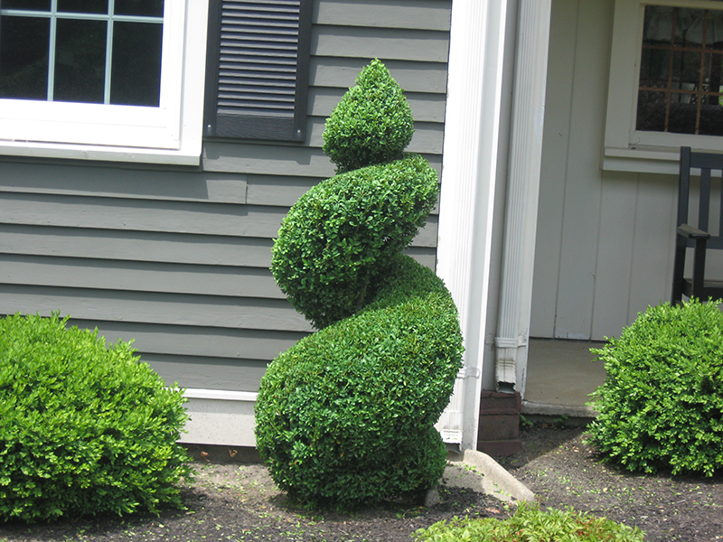 Fine Gardeners - Boxwood Topiaries