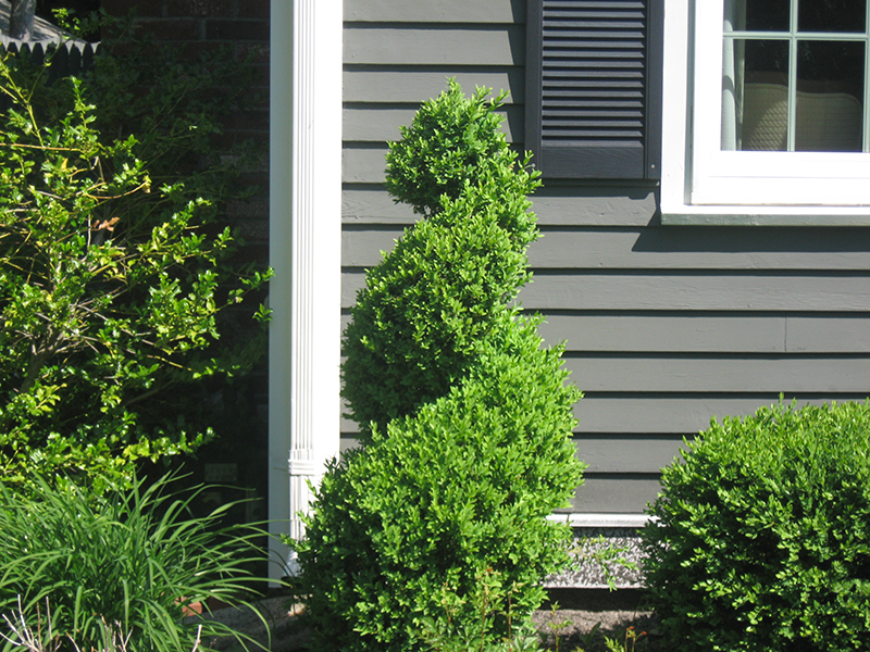 Fine Gardeners - Boxwood Topiaries