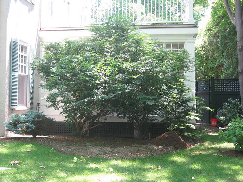 Fine Gardeners - Brookline Garden - Before & After