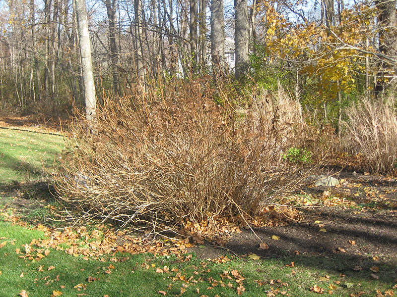 Fine Gardeners - Pruning Hydrangea Arborescens