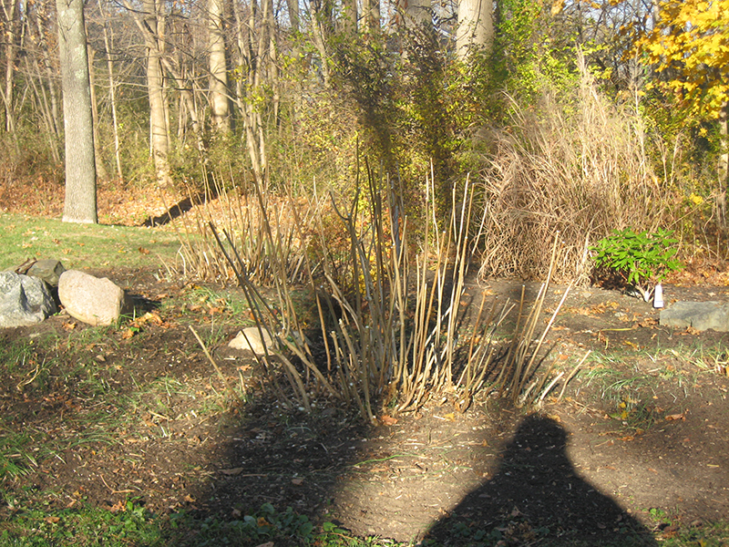 Fine Gardeners - Pruning Hydrangea Arborescens