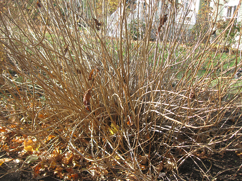 Fine Gardeners - Pruning Hydrangea Arborescens