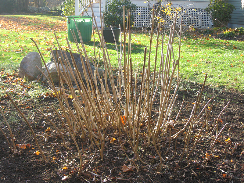 Fine Gardeners - Pruning Hydrangea Arborescens