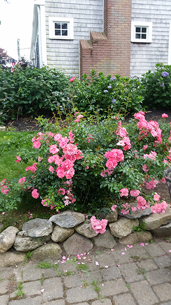 Fine Gardeners - Pruning Roses, Newton, Brookline, Needham, MA