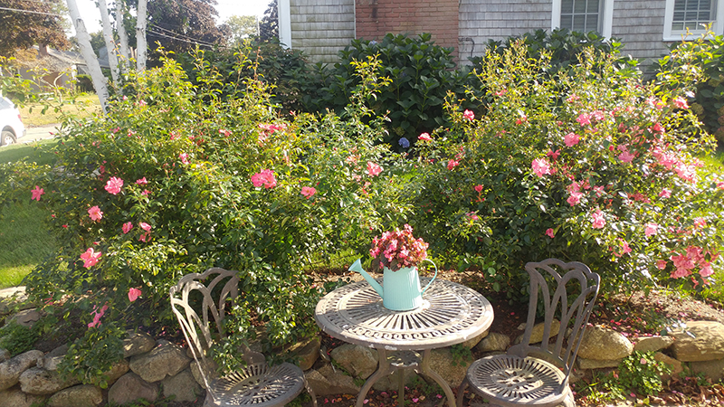 Fine Gardeners - Pruning Roses, Newton, Brookline, Needham, MA